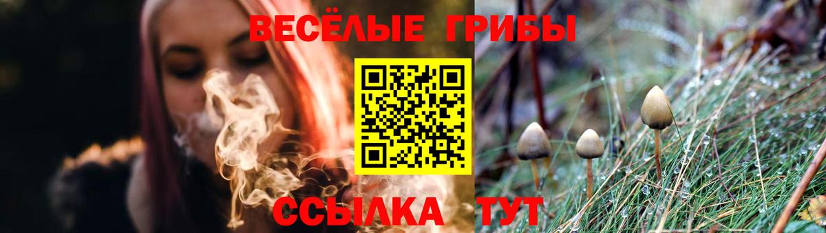 Псилоцибиновые грибы Psilocybe Туапсе